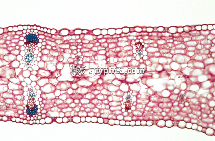 Feuille d'Iris CT x25 - gryphea.org